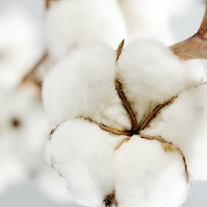 Pourquoi avoir choisi le coton biologique ?