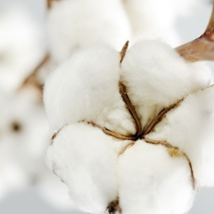 Pourquoi avoir choisi le coton biologique ?